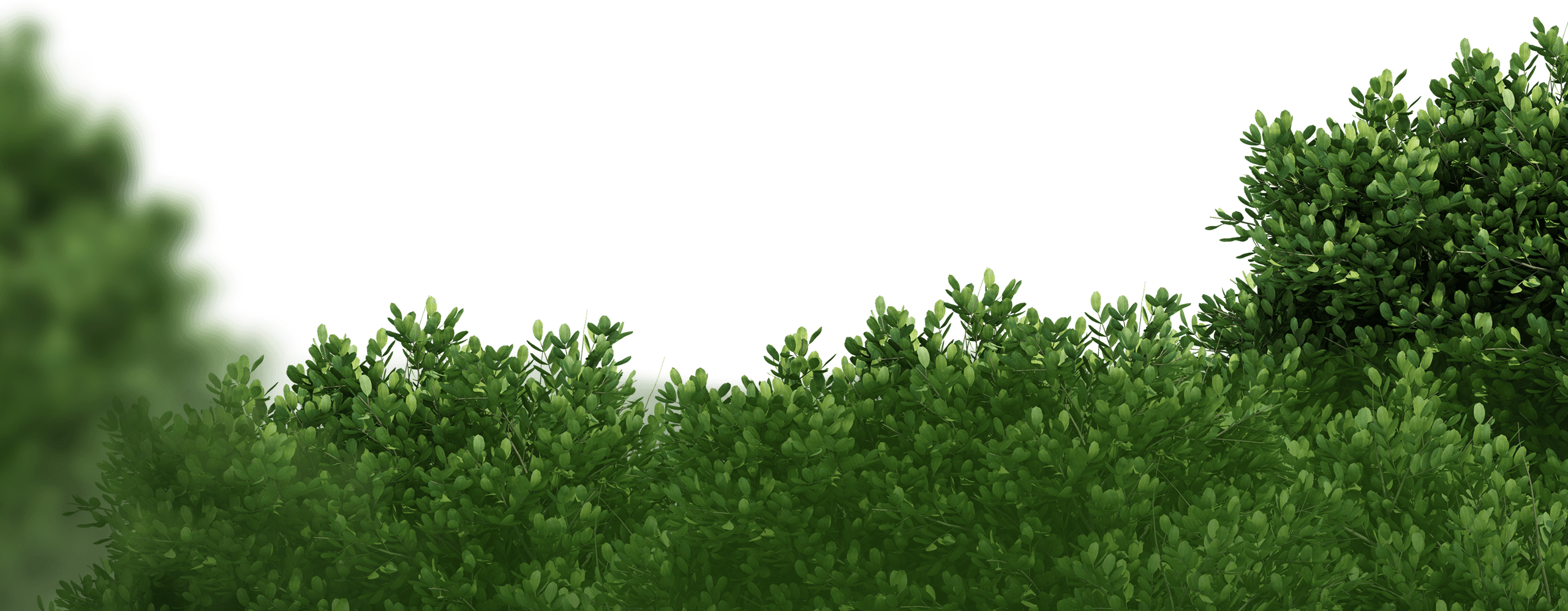 bg-tree