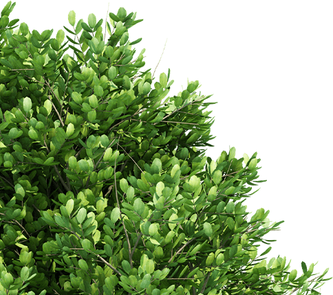 tree-left
