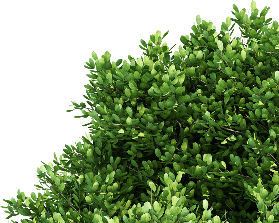 tree-right